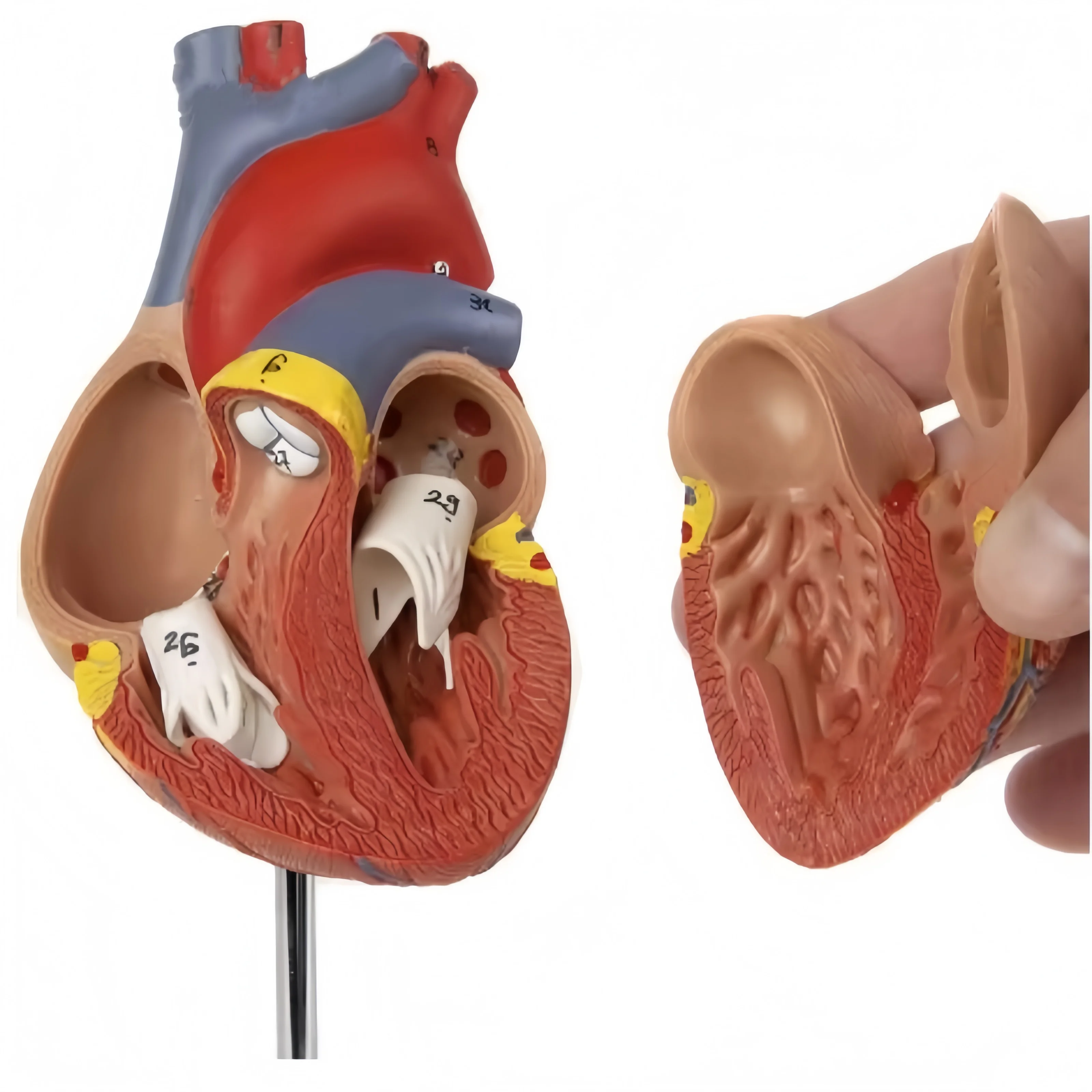 

1:1 Анатомическая модель сердца человека в натуральную величину Учебные ресурсы по медицинским науке