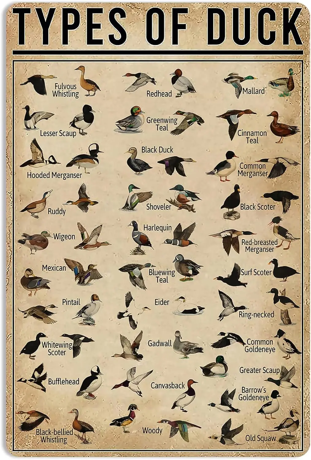 Duck Knowledge Metal Poster Type Of Duck Metal Tin Sign School Club Hunting Lodge Farmhouse Home Art Wall Decoration 16x12 Inch