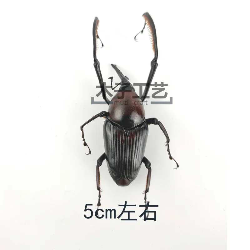 29pcs Real Beetles Specimens Longhorn Beetles Cicadas Stag Beetles Insect Collection Students Observe Teaching Specimens Hobby