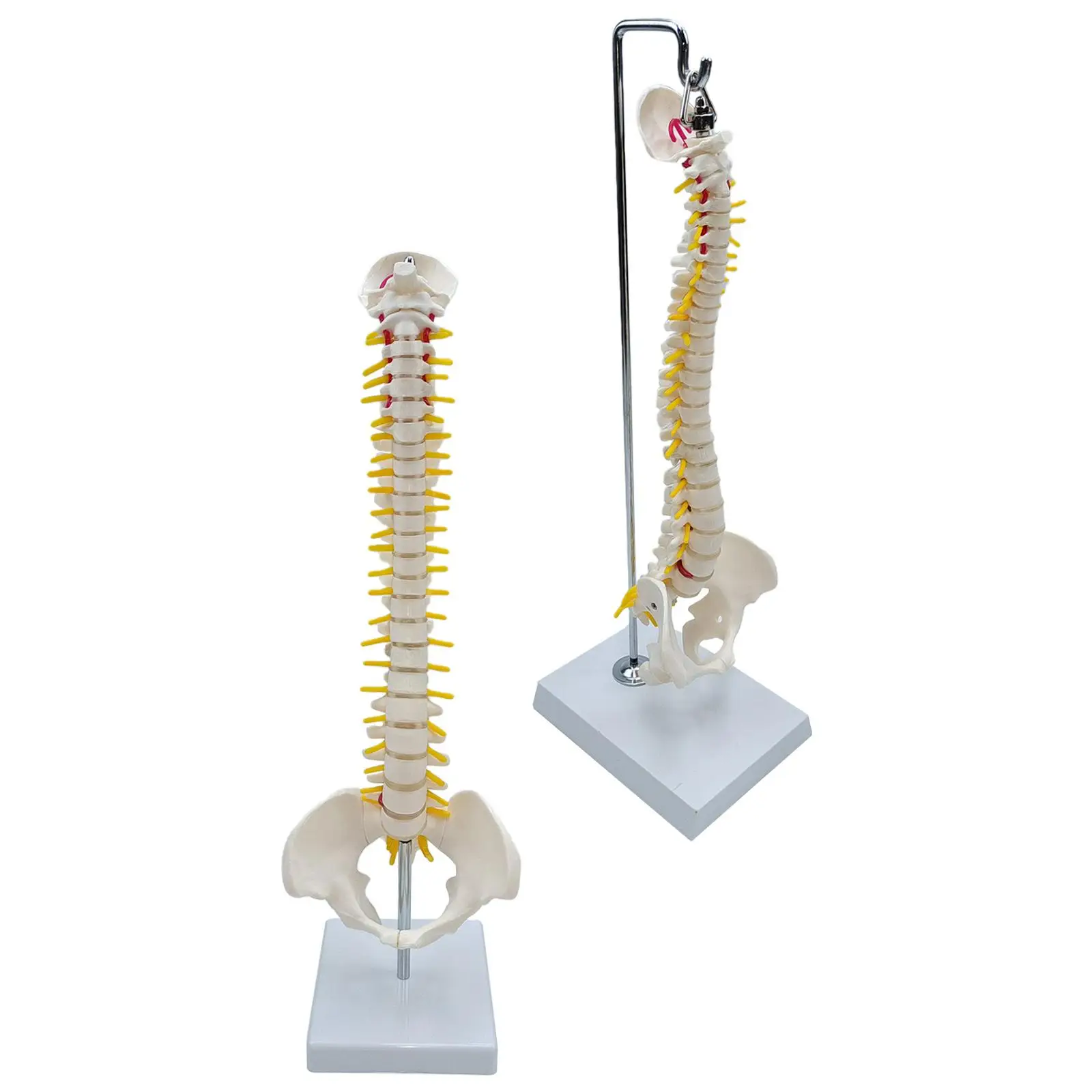 Life Size Flexible Spine Model with Pelvis and Stand PVC Human Vertebral Column for Teaching Aid Medical Office Display Decor