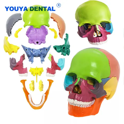 Imagen 2 del producto Modelo de cráneo anatómico de enseñanza desmontable, adorno de escritorio, Color desmontado, tamaño natural, demostración de anatomía médica simulada