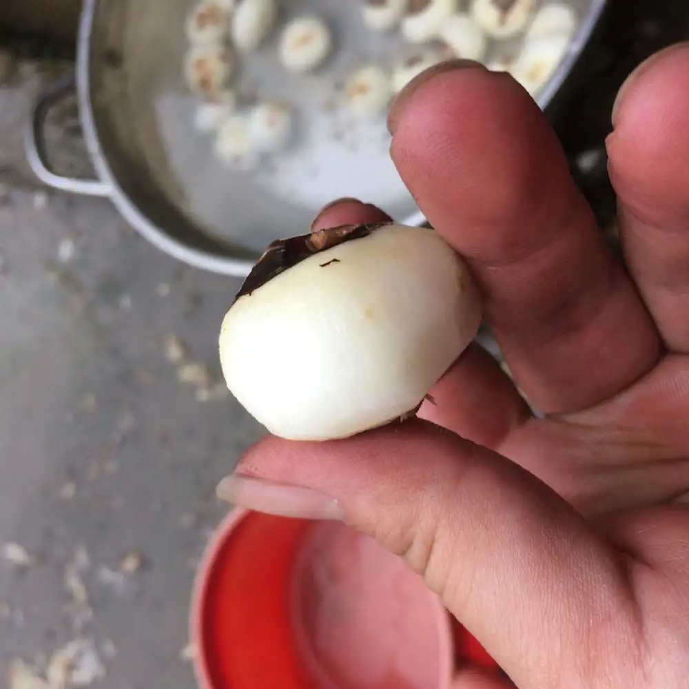 Small Horseshoe Peeler Household Commercial Horseshoe Peeling Machine Stainless Steel Peeling Machine