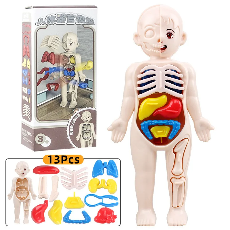 13Pcs Set Montessori Toys Kid Science Education Human Body Organ Anatomy Model DIY Assembled Medical Toys Teaching Tools Gift