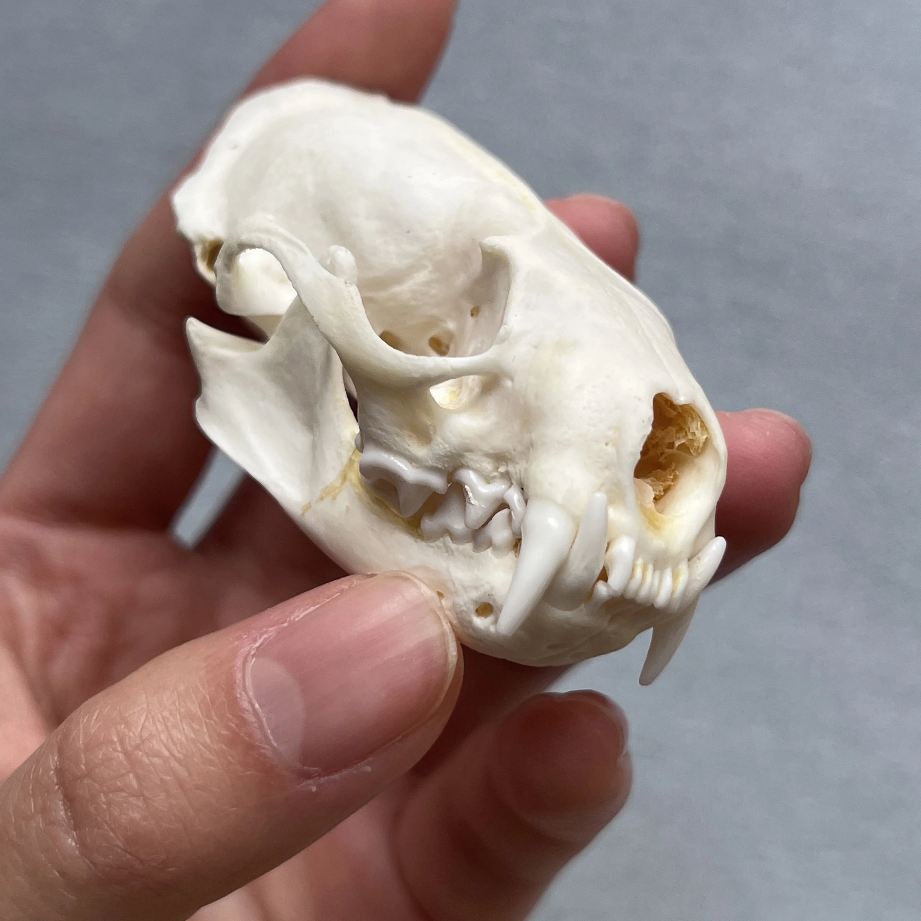 Taxidermy Real Bone Mink Skull, Bones Real for Craft, Skull Decoration for Home, Specimen Collectibles Study, Special Gifts