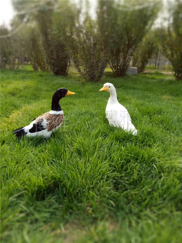 Custom Simulation Feather Duck Garden Beach Pastoral Window Decoration Teaching White Feather Duck Teaching Animal Model