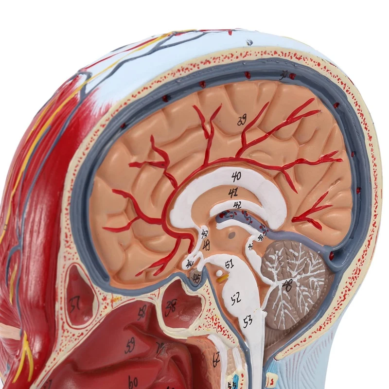 Cerveau anatomique humain pour les neurosciences, fuchsia avec attro, modèle d'anatomie grandeur nature 2 fois pour l'apprentissage des sciences
