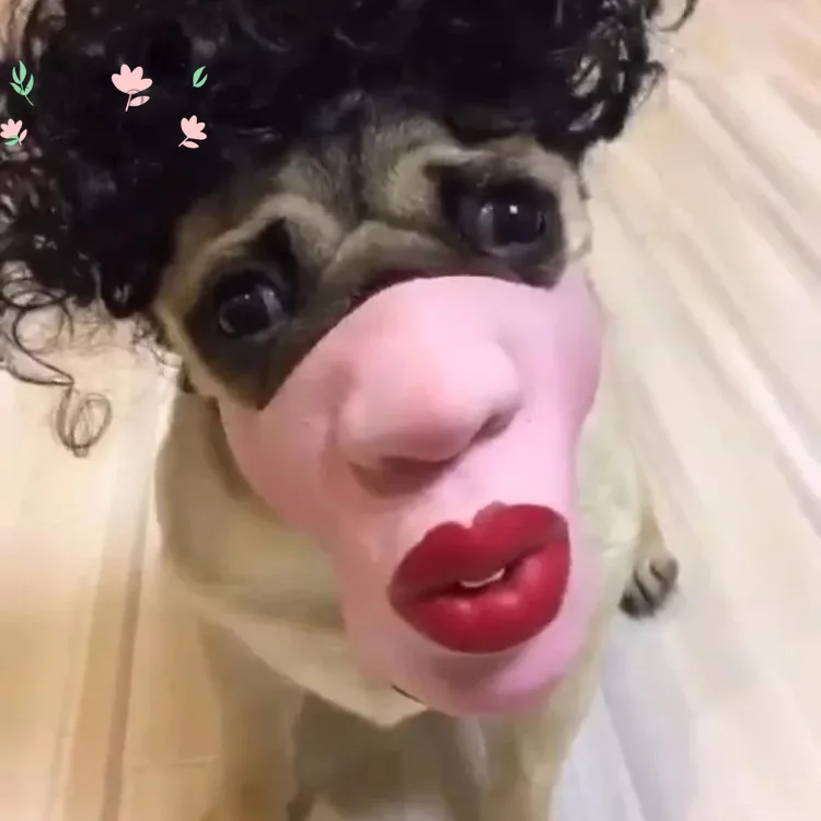 Pet dog funny mask, funny mask, Douyin Weibo spoof, muzzle, big laugh lips