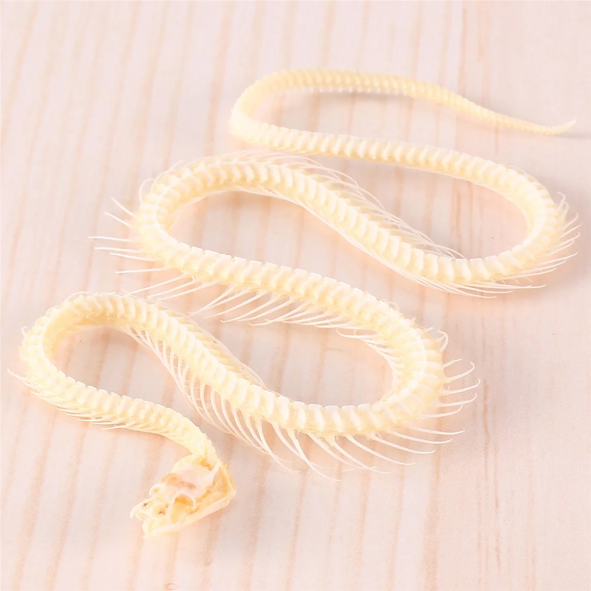 Campione animale di scheletro di serpente reale in campioni di aula scientifica per l'educazione scientifica