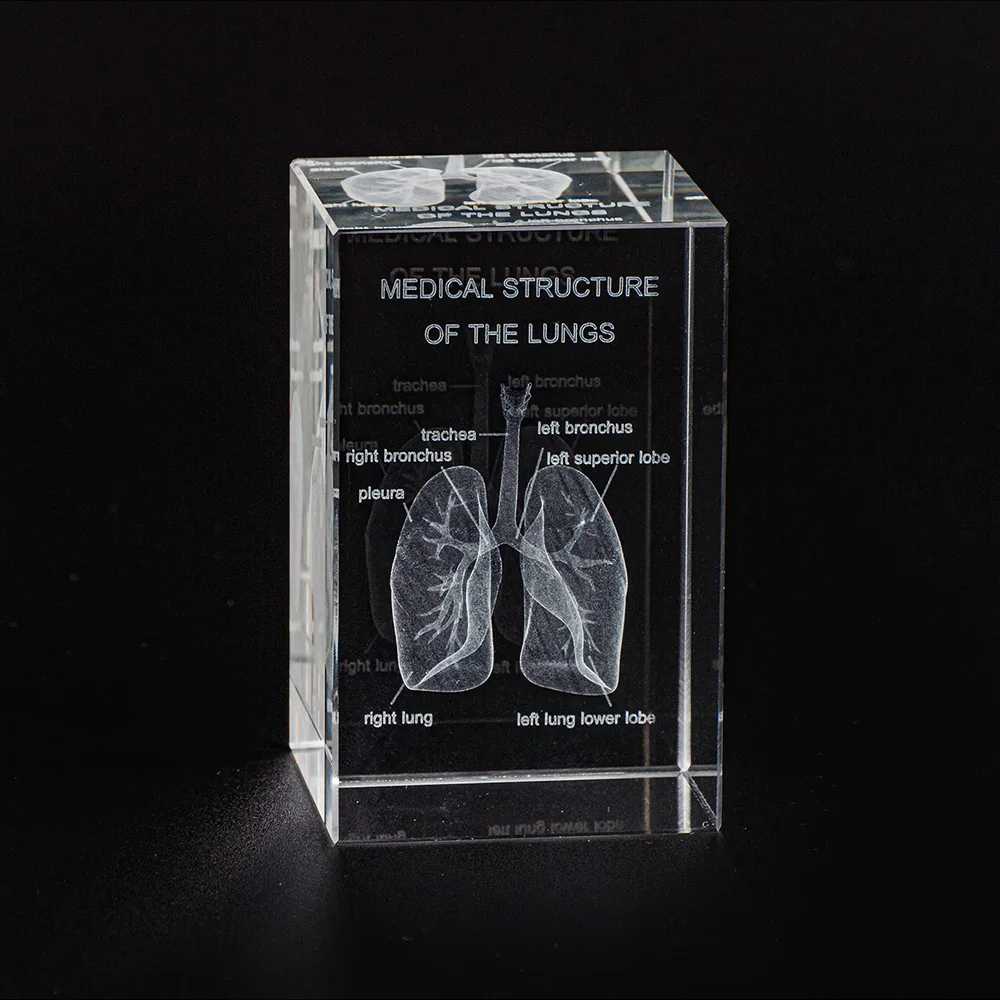 3D Human Lung Crystal Model Organ Props Laser Etched Anatomical Model For Science Medicine Education Hospital Souvenir Gifts