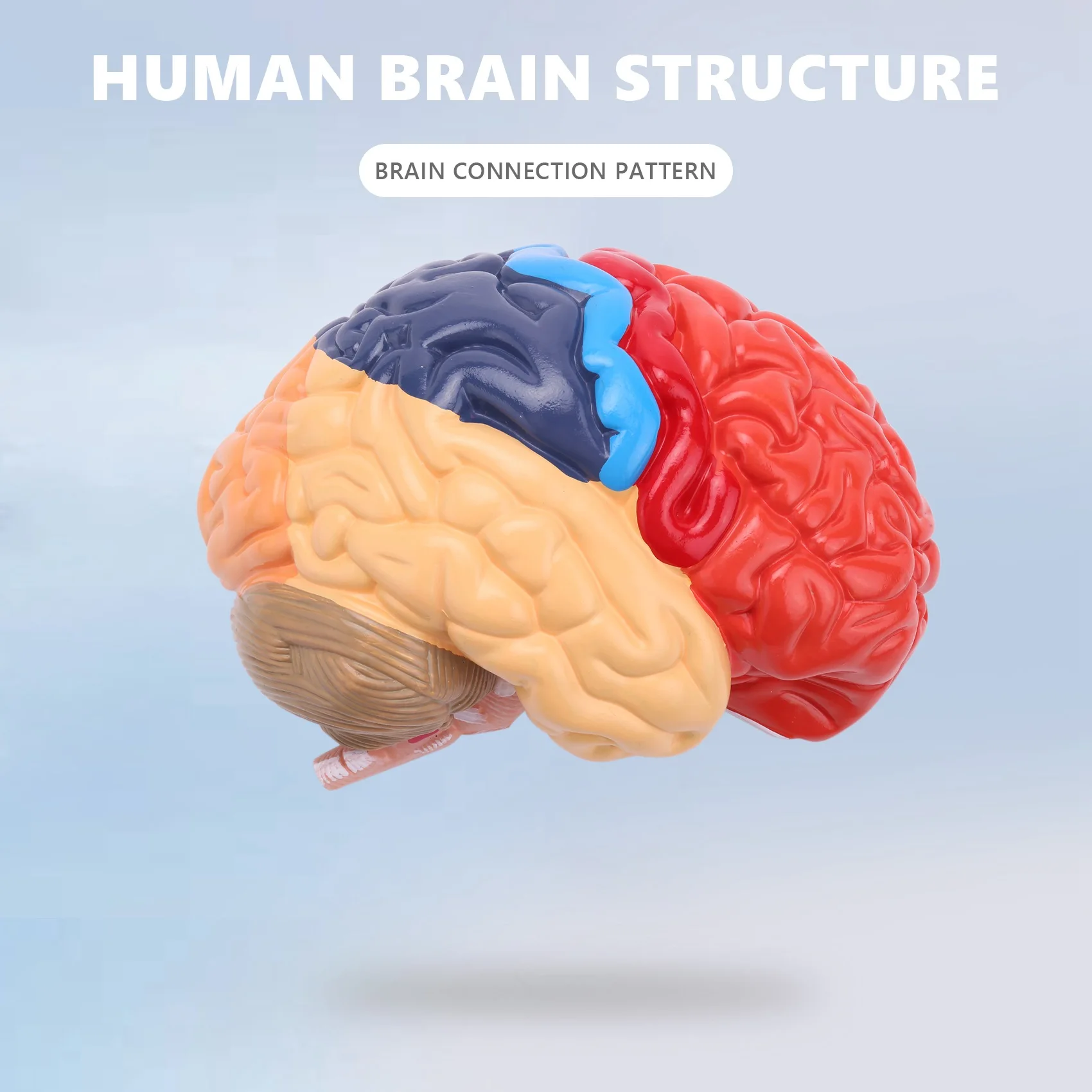 Cerebral Anatomical Model Anatomy 1:1 Half Brain Brainstem Teaching Lab Supplies