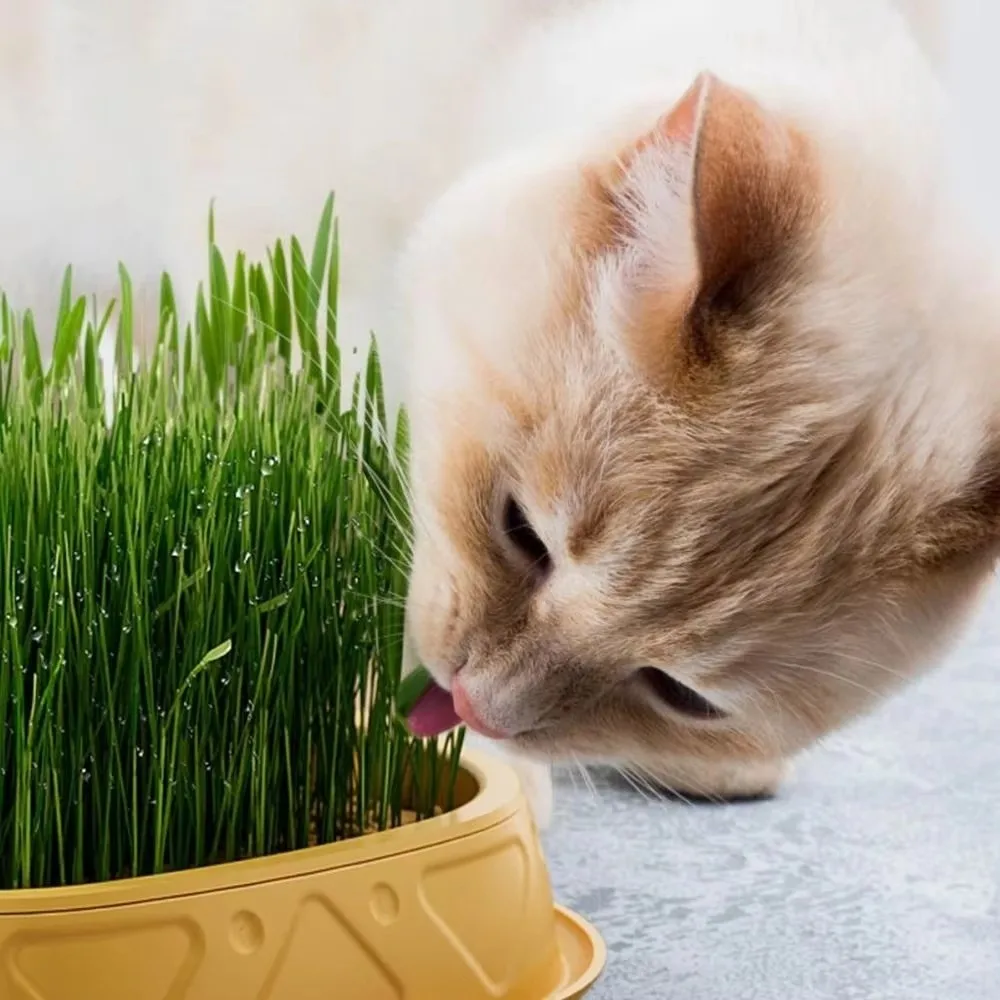 Pineapple Shape Cat Grass Planting Box Soilless Plastic Cat Grass Germination Kit Removable Hydroponic Cat Grass Planter