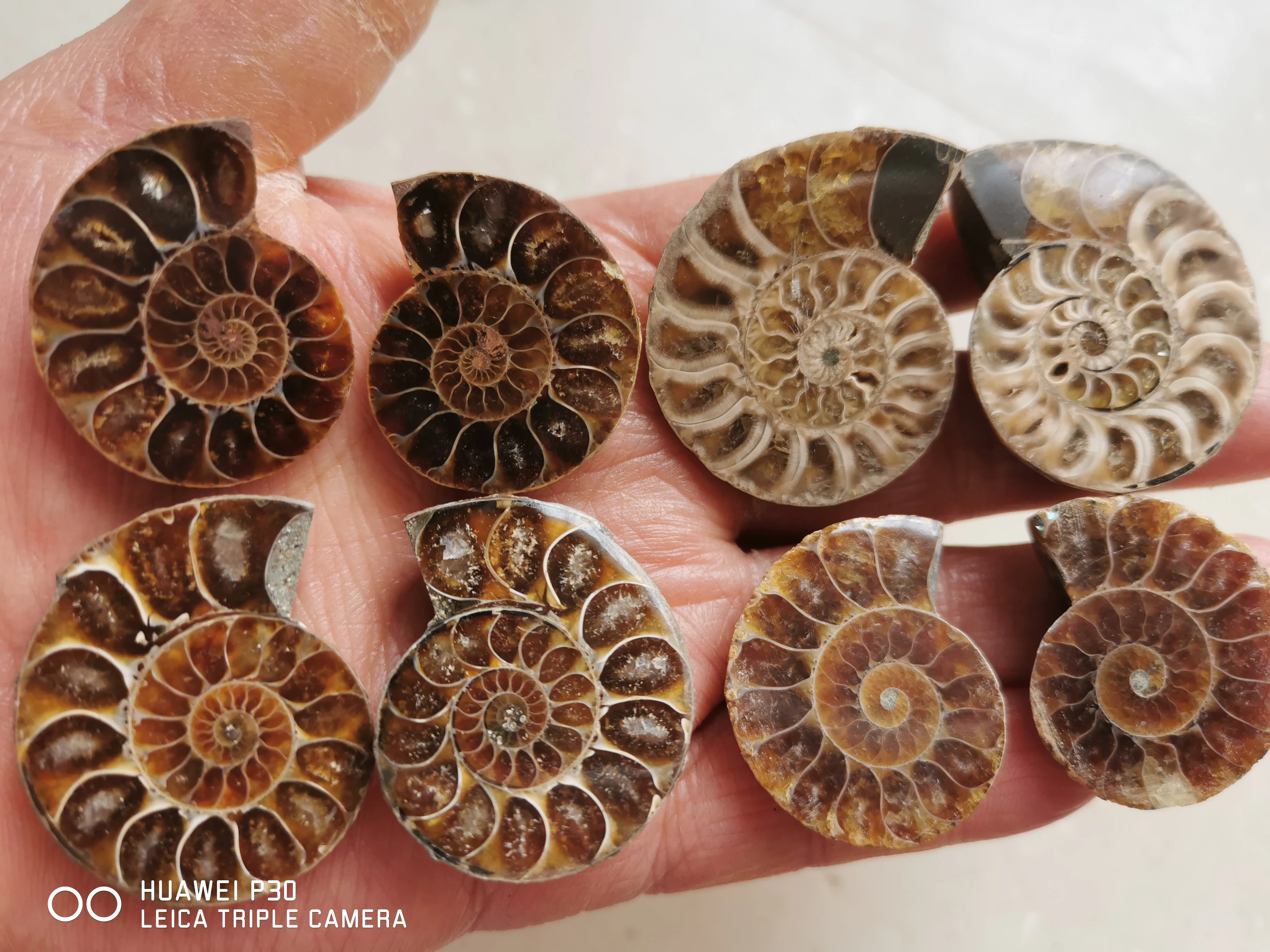 5Pair /A LOT Ammonite  Specimen Shell Healing