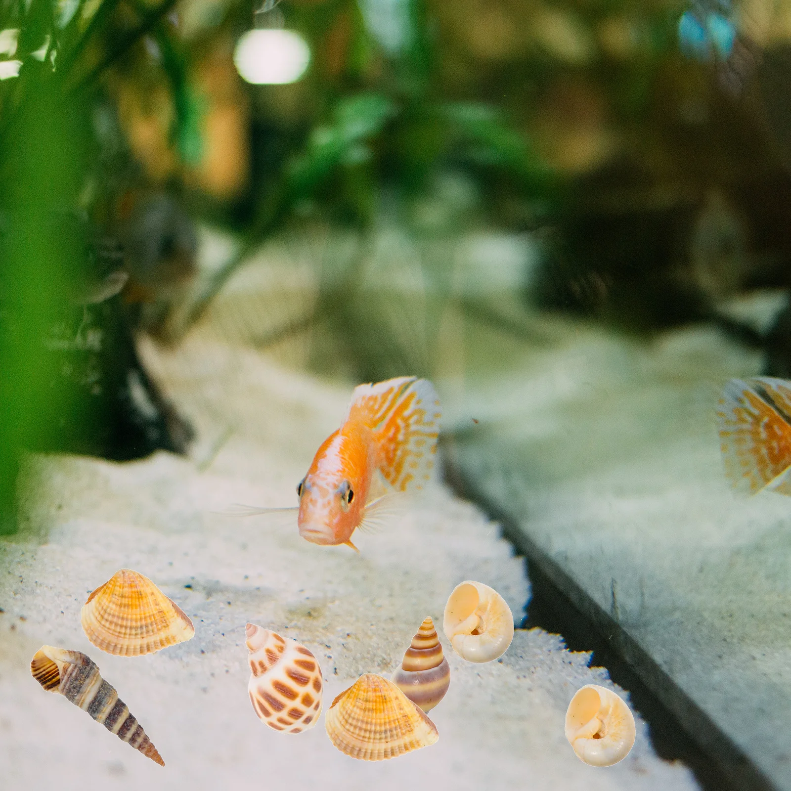 

2 Boxes Natural Shell Decor for Aquarium Fish Tank Landscaping Premium Conch Ornament Ocean Sea Crafts DIY Decoration Set