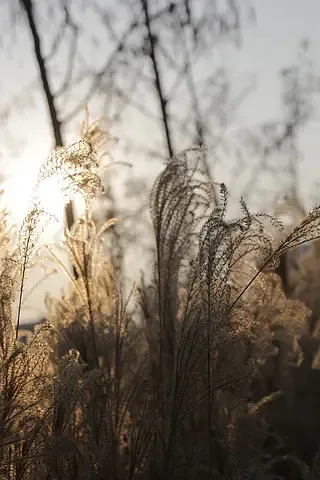 

2 пары (2CW+2CCW) 10X5X3 /1050/8040/8x4x3 8-дюймовые 10-дюймовые трехлопастные черные пропеллеры из армированного углеродным волокном нейлона