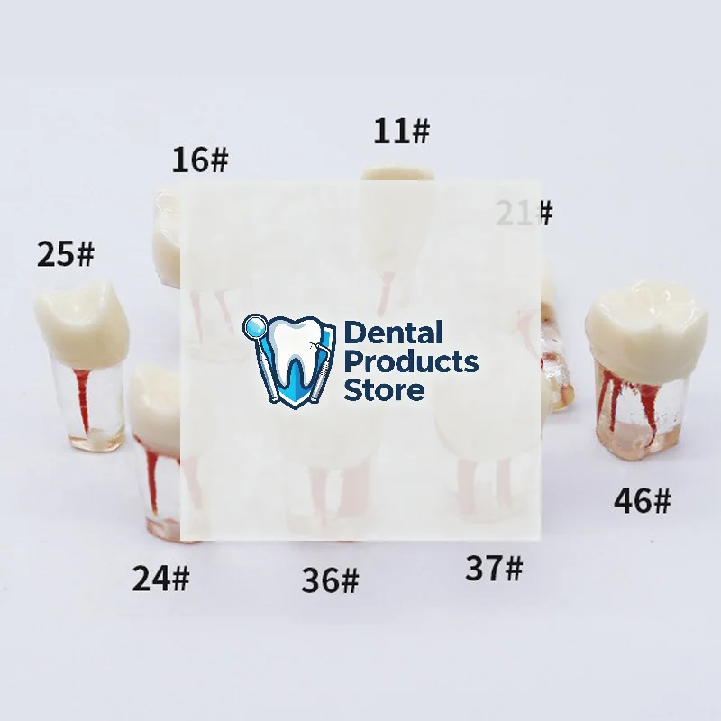 

5/10Pcs Dental Teeth Model Endodontic Practice Root Canal Block Pulp Cavity Resin Study Tooth Dentistry Teaching Material