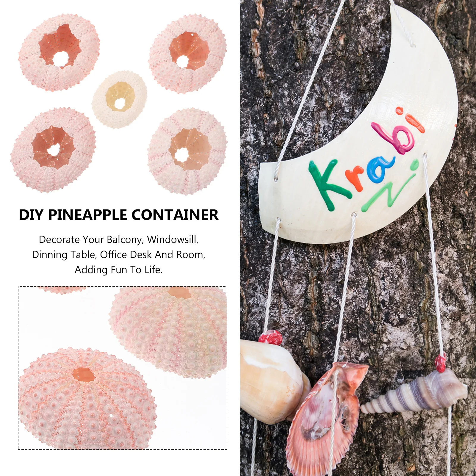 

5Pcs Sea Urchin Shells Above 4cm Natural Tillandsia Container Air Plant Pots Succulent Plant Holders DIY Sea Urchin Shells