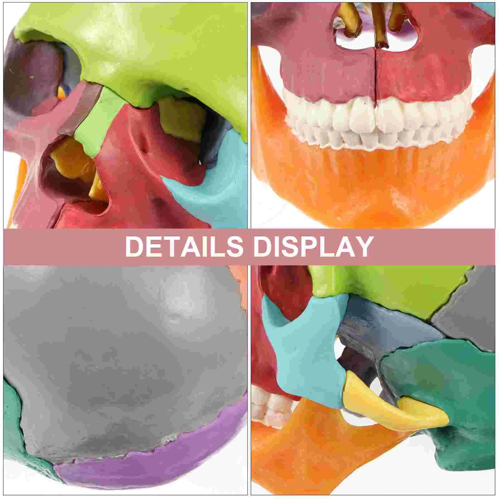 Simulated Skull Desktop Ornament Anatomical Model Medical Statue Colored Head Pvc Shape