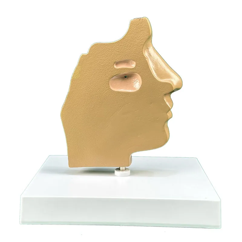 Anatomical Model Of Human Nose And Nasal Cavity Structure Medical Teaching Supplies