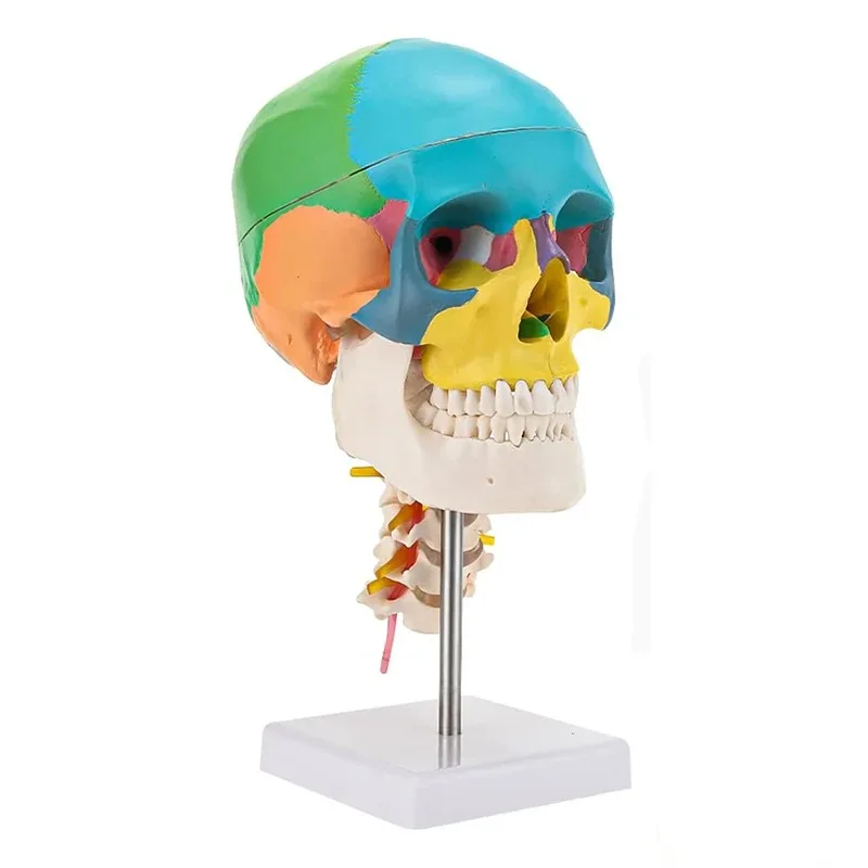 Life Size 3-Part Human Colored  Head Skull with Cervical Vertebra Anatomical Model Medical Science Supplies