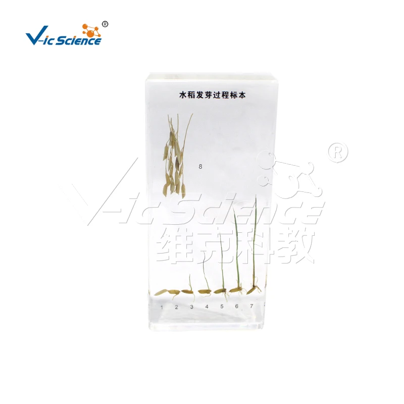 Rice Germination Process Specimens Resin Embedding Specimen