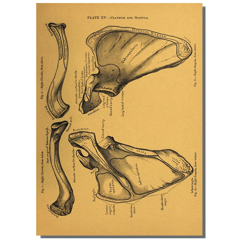 The Body Structure Anatomical Skeleton Vintage Poster Medical Room Decor Painting Wall Art Kraft Paper Posters gift