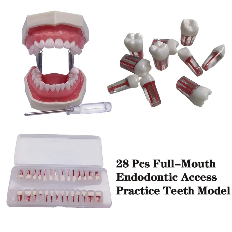 28pcs/set Dental Endodontic Teeth Model Full Mouth Root Canal Practice Study Model Endo Teeth Block Training