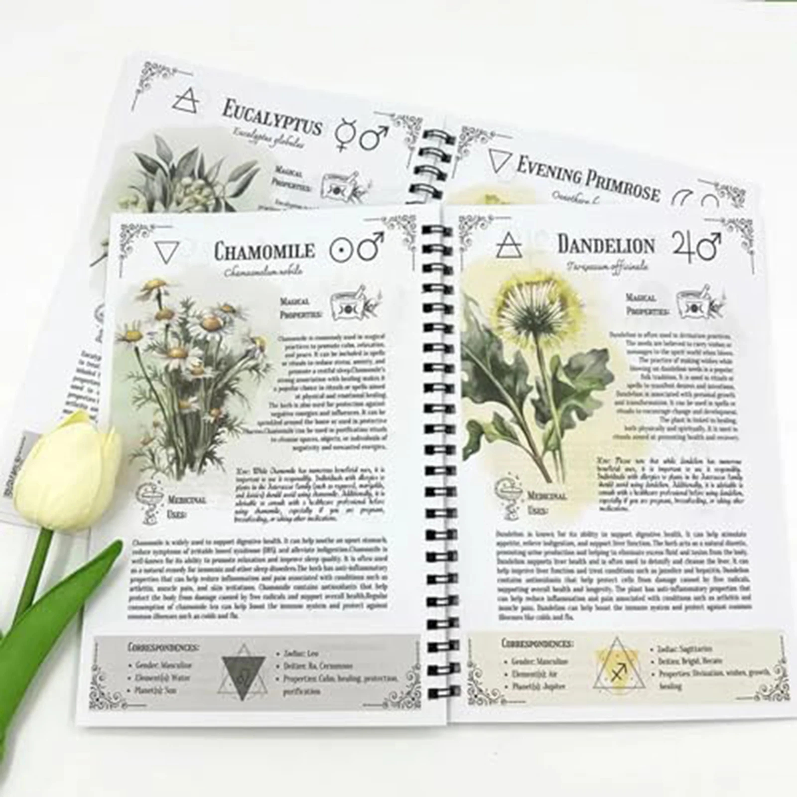 The Enchanted Herbalist'S Grimoire: دليل ساحرة لزراعة سحرية وعلاجات عشبية وصياغة رمزك الشخصي في علم النبات #6