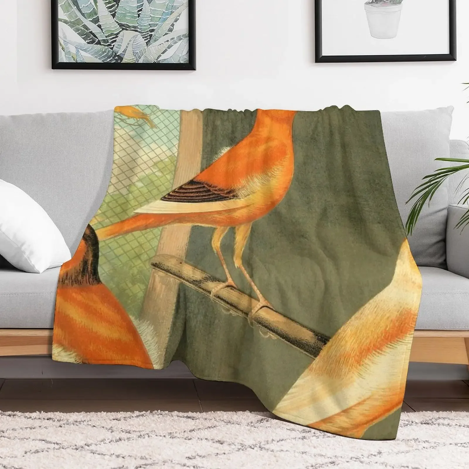 Norwich Canaries Cage Birds Art Prints Old Painting Antique Drawing Throw Blanket manga Soft Plaid Blankets