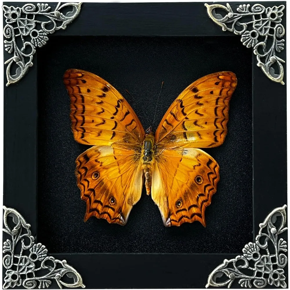 

Dried Yellow Moth Butterfly Taxidermy Specimen in Shadow Box for Oddity Collectors Wall or Table Decor