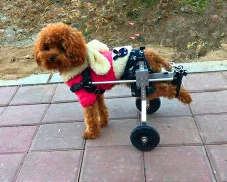 

PW01 Factory Regular Stock Fast Delivery Best Reviewed 2 Wheels Adjustable Comfort Pet Dog Cat For Back Legs
