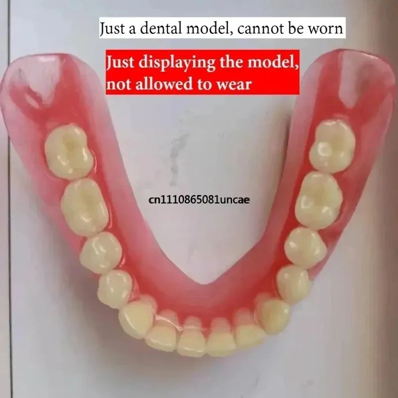 Full Partial Denture Typodont Model False Teeth Display Tool Dental Student Training Clinic Teaching Equipment