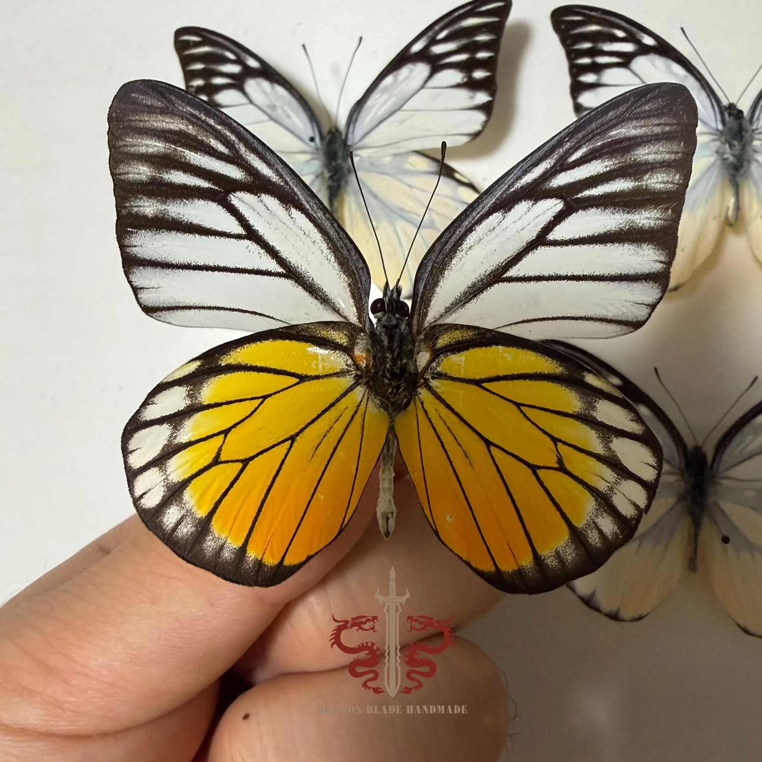 Butterfly specimen Prioneris thestylis, 1pc wings spread A1/A- high quality, Decorative Display Collection Gifts