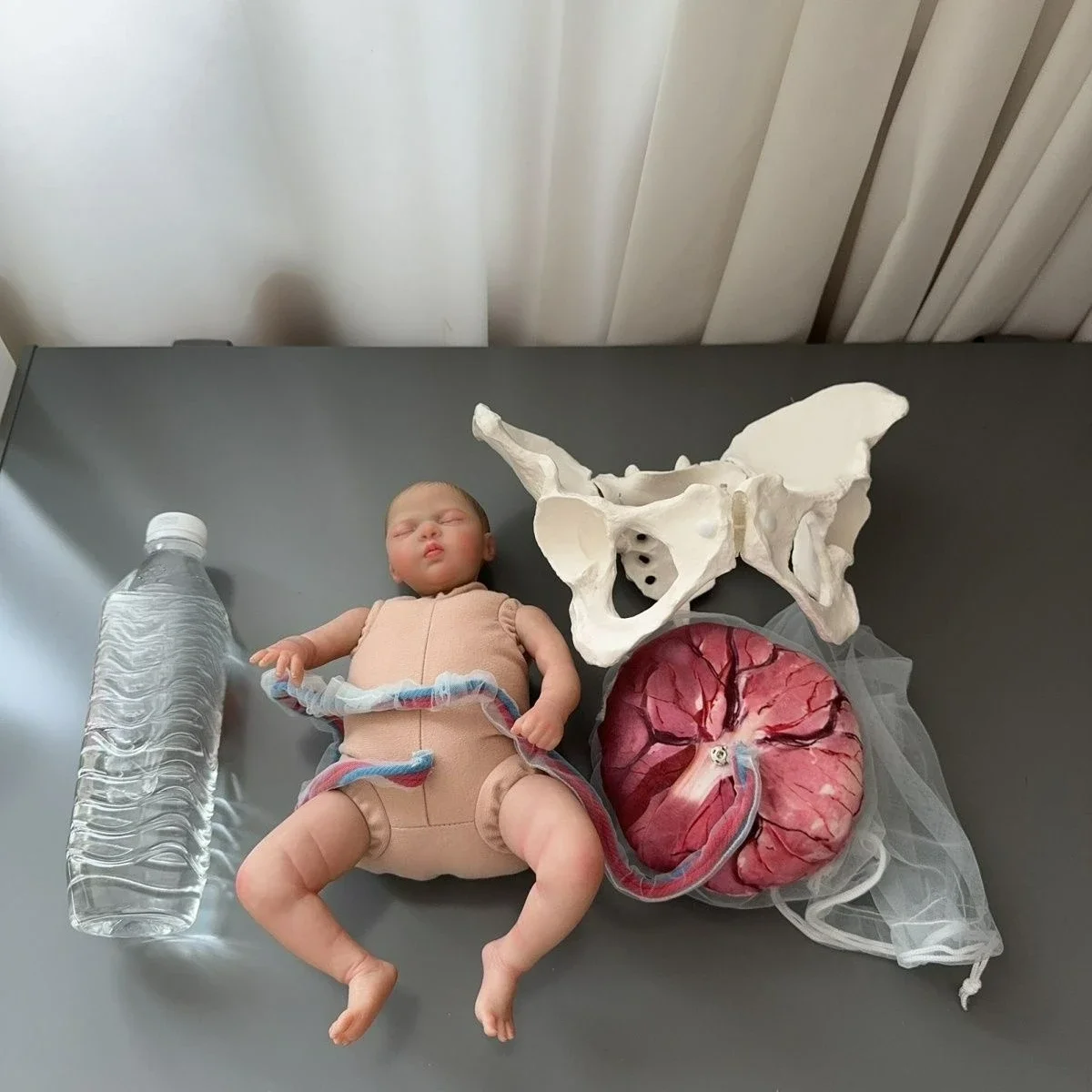 Human Female Pelvic Delivery Model with Infant Umbilical Cord Placenta Pelvic Anatomy Model Delivery Teaching Demonstration