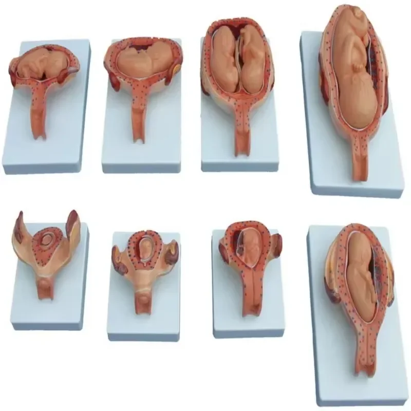 2026/XC-414A The Development Process for Fetus (Half-Size)