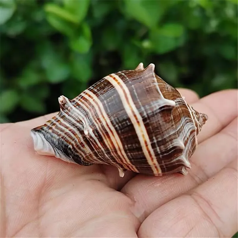 

New Hedgehog Snail Natural Conch Shell Roll Fish Hermit Crab Replacement Tank Landscaping Decorative Specimen Collection