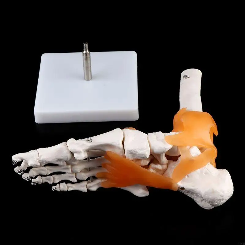 

1: 1 Human Skeleton Human Model Joint Medical Anatomy Ankle Ligament Anatomicall Drop Shipping