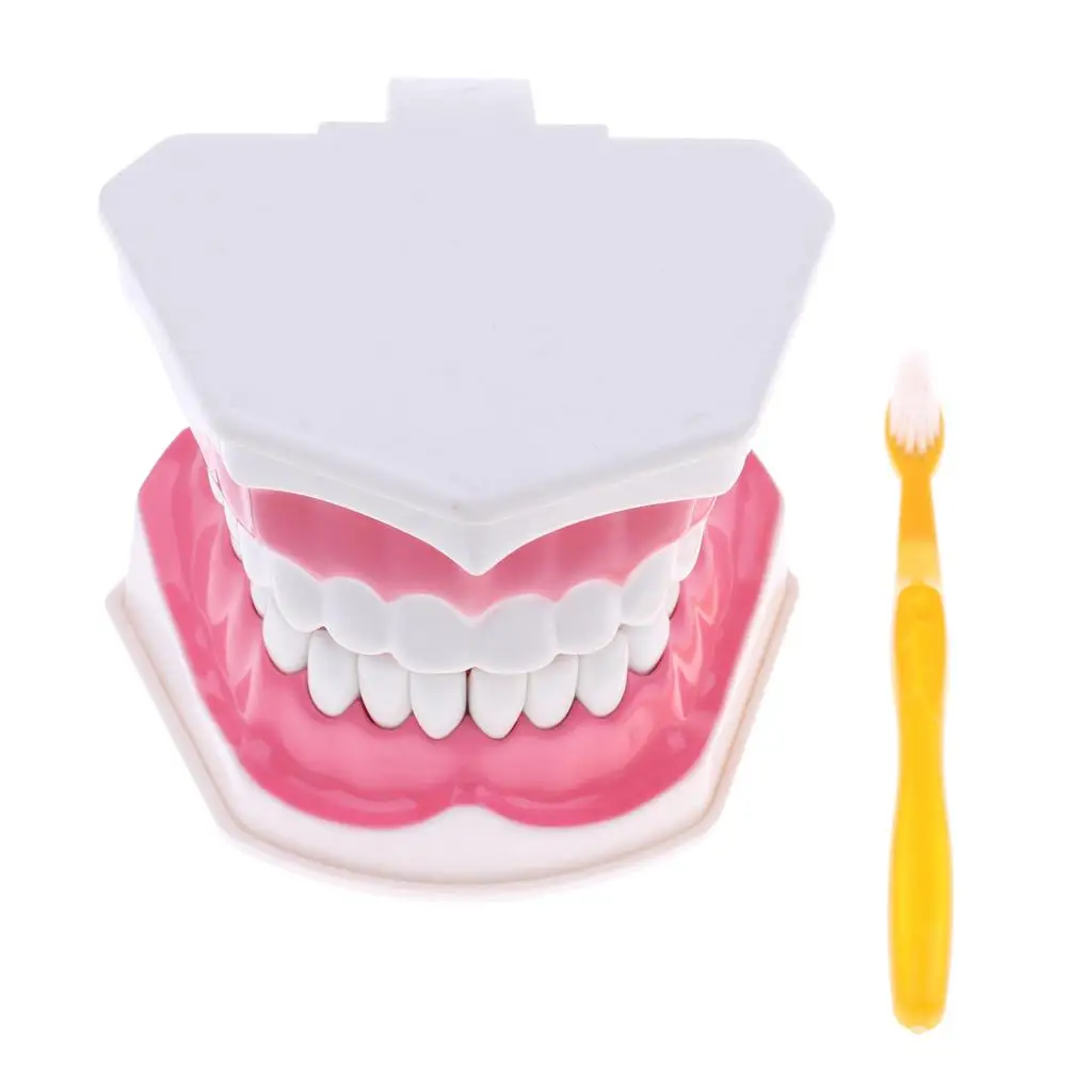 2 pezzi in materiale PVC grande modello umano con spazzolino da denti dentista aula laboratorio strumenti didattici giocattoli educativi per studenti