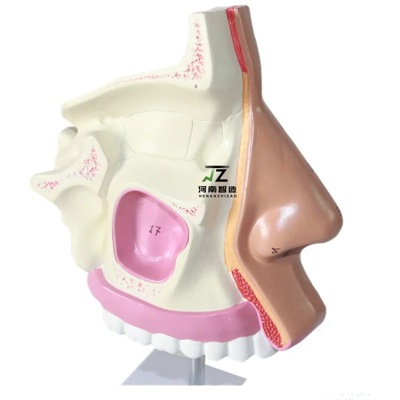 1:1 Life Sized Marked Human Nasal Cavity Anatomical Model ENT Model Accessory Frontal Sinus Sphenoid Sinus Maxillary