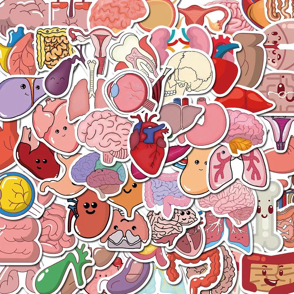 

10/65Pcs Cartoon Human Body Organ Stickers Waterproof Sticker Anatomy Map Decals for Water Bottle Laptop Luggage Phone Kids Toys