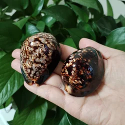 Set of 2 Humpback Cowrie Seashells Natural Polished Cypraea Mauritiana Chocolate Shell Beach Decor Coastal Cottage Kids Crafts
