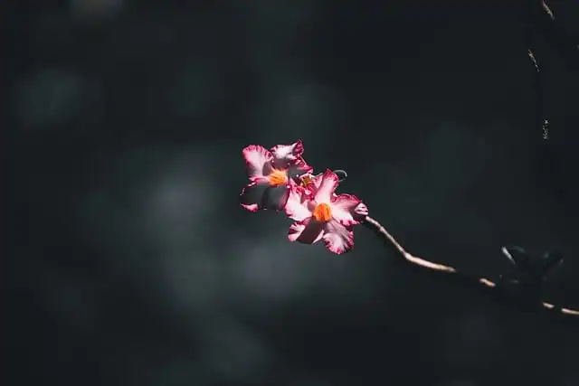 

SIYI A8 Mini 4K 8MP Gimbal Camera - 1/1.7" Sensor, 6X Zoom, 95g Ultra Lightweight for Drones & Vlogging