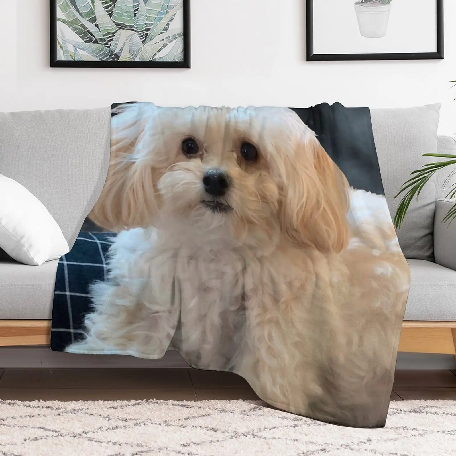 Maltipoo Love. Beautiful little dog with long silky white hair. Throw Blanket Warm Throw Blanket Gift for Anniversary