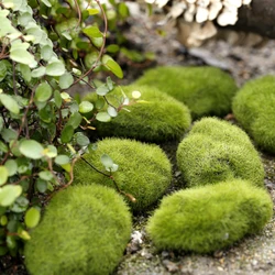 Piedras de musgo pequeñas para granja de hormigas, accesorios de decoración ecológica para nido de hormigas, herramienta para Decoración de casa de hormigas, micropaisaje, 1 ud.