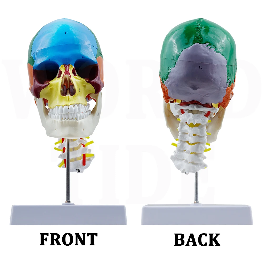 Human Colored Skull Model Life Size 3-Part Anatomical Model with Colorful Human Skull Chart for Medical Student Anatomy Study