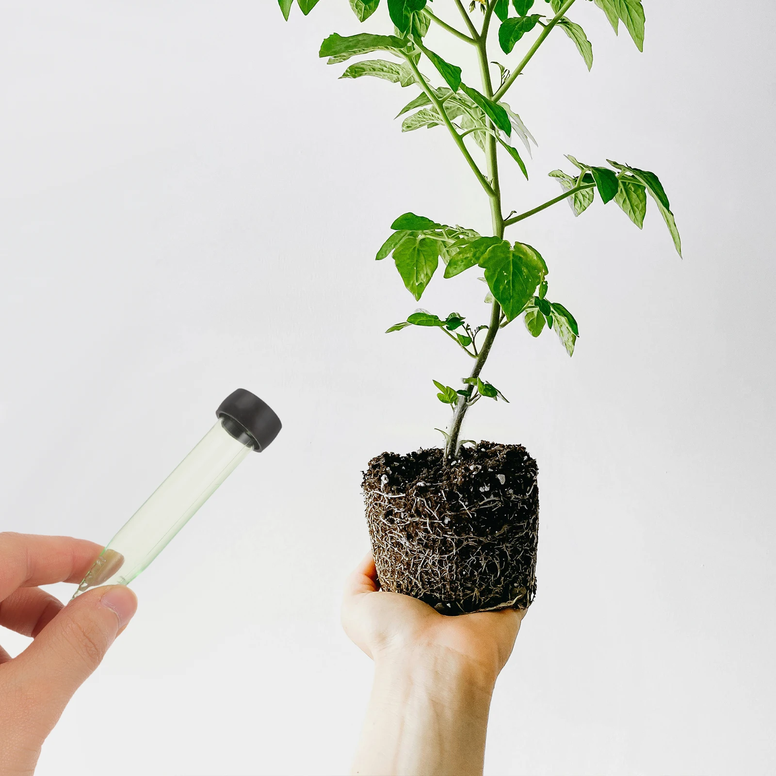 

50Pcs Transparent Flower Water Tubes Nutrient Supply for Fresh Flower Arrangements Floral Water Tubes Floral Picks