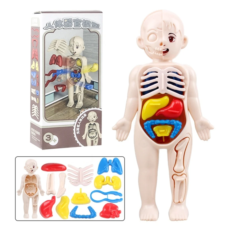 3D Human Body Skeleton Organ Structure Model for School Medical Education