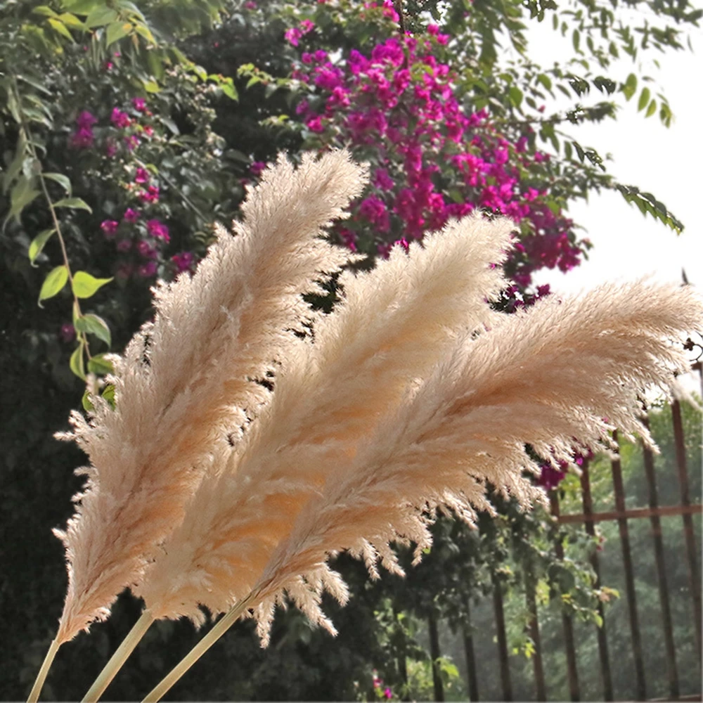 

Large Pampas Grass 80cm Flowers Bouquet Fluffy Dried Floral Decoration Natural Dried Plants DIY Craft Wedding Party Decorations