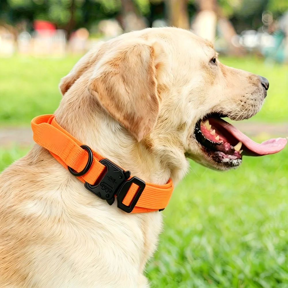 Thumbnail 3 - #40 Best Pet Collars to Buy In 2026