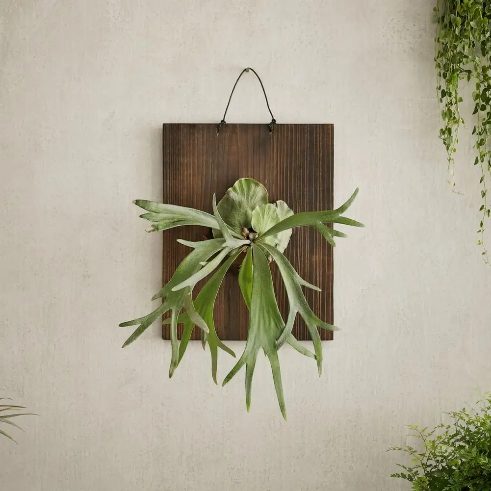 Epiphytic Plant Hanger Geometric Plant Hanger Staghorn Fern Hanger Board with Pre-drilled Holes Geometric Wooden Plant for Home