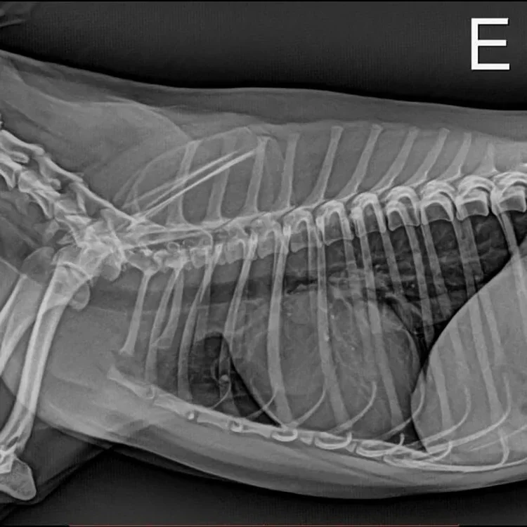 Dr medic wykrywacz płaskich paneli xray/07 wykrywacz paneli cyfrowych MSLFP03